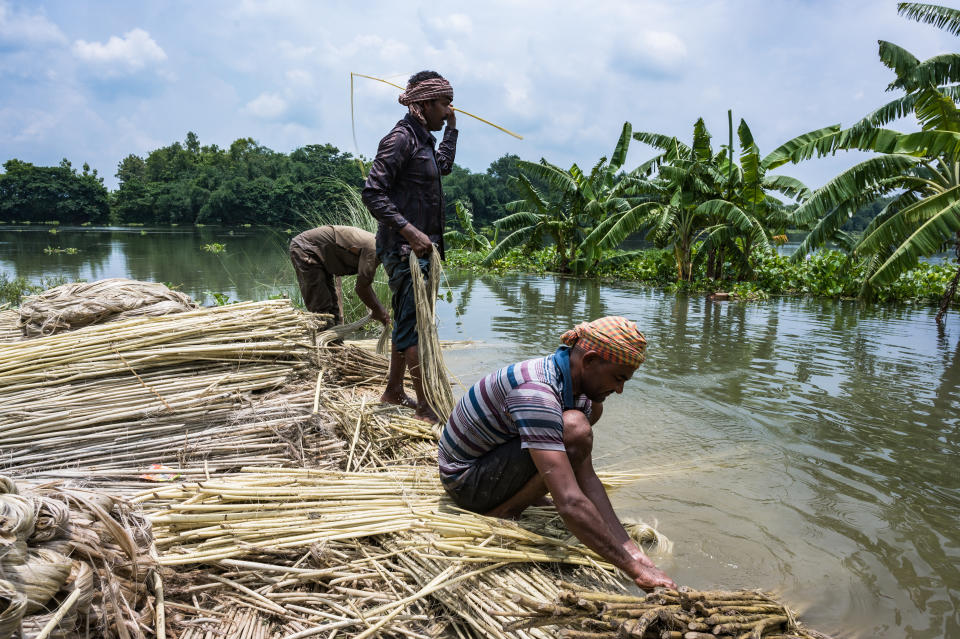 The Jalangi river water has flooded farmlands. Farmers try to save premature usable jute in Tehatta, West Bengal, Nadia, India on July 14, 2020. The Jalangi river water has flooded farmlands. Flood threat over West Bengal, Assam and Bihar as heavy monsoon rains continues. (Photo by Soumyabrata Roy/NurPhoto via Getty Images)