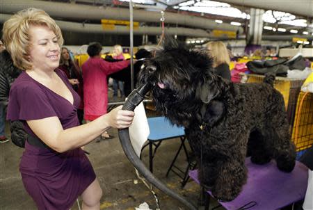 Elena Pleskov blow dries her Black Russian Terrier, Rob, prior to competing in the 138th Westminster Kennel Club Dog Show in New York, February 11, 2014. REUTERS/Ray Stubblebine