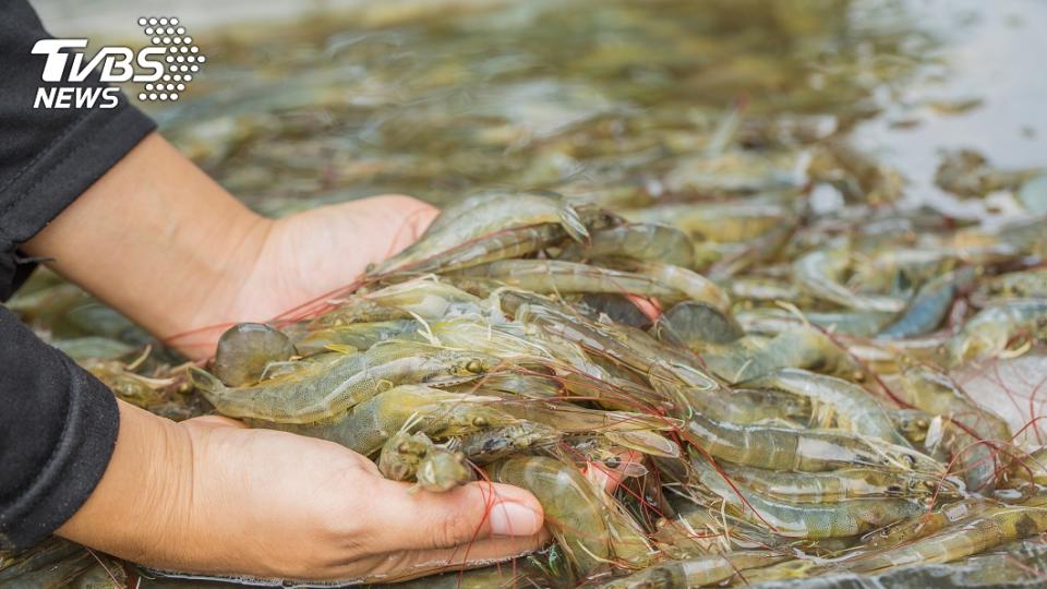 新加坡男子洗蝦時遭殼刺傷，手指發黑竟是感染「食肉菌」，最後將手指截肢保住性命。