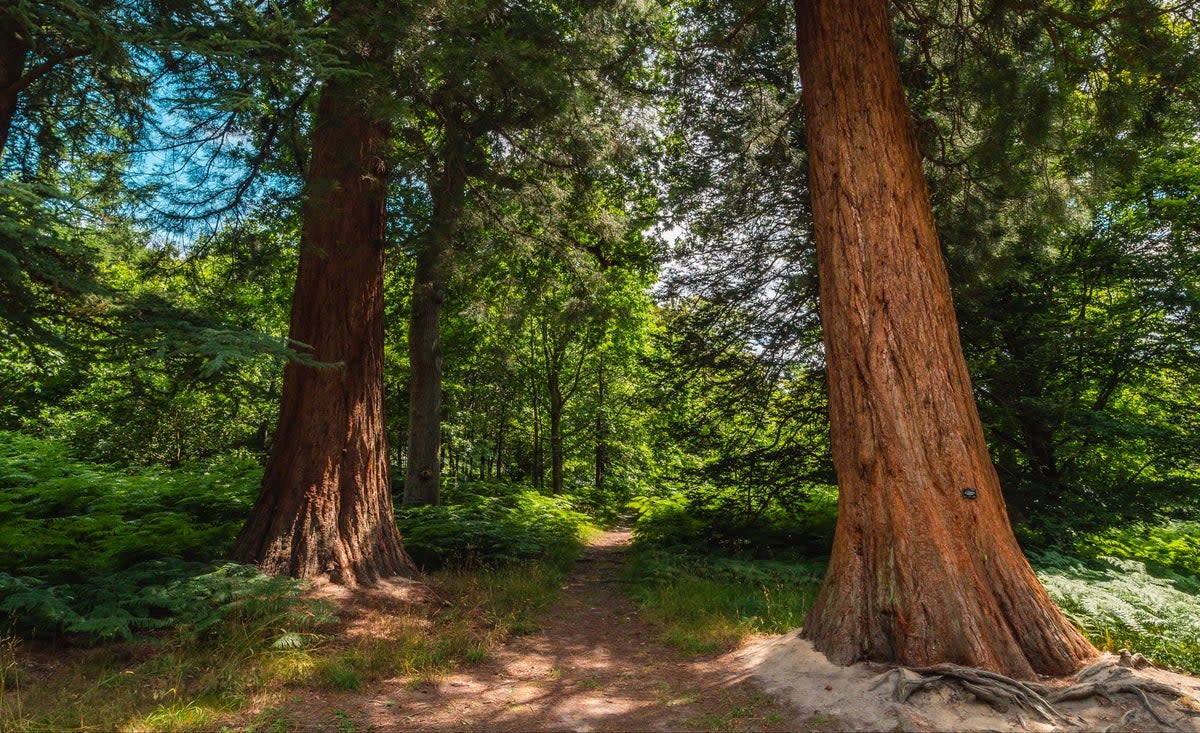 Redwoods at Wakehurst Place (Visual Air/RBG Kew/PA Wire)