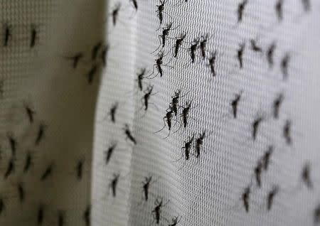 Genetically modified male Aedes aegypti mosquitoes are pictured at Oxitec factory in Piracicaba, Brazil, October 26, 2016. REUTERS/Paulo Whitaker