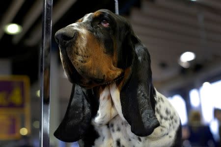 Ace, a Basset Hound from Lithuania, stands in the benching area before judging at the 2016 Westminster Kennel Club Dog Show in the Manhattan borough of New York City, February 15, 2016. REUTERS/Mike Segar