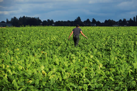 FILE PHOTO: A French farmer walks in his sugar beet field in Epinoy, France, August 13, 2018. REUTERS/Pascal Rossignol/File Photo