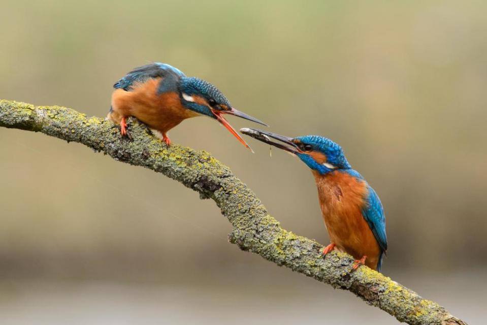 Courtship behavior of a pair of kingfishers. The male offers a fish to his female.