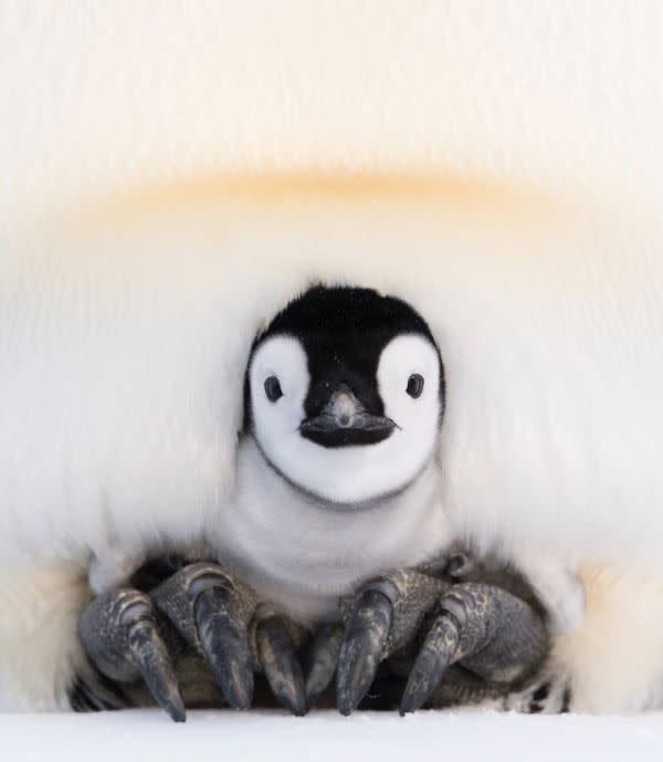 Penguin Chicks Warm