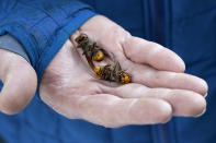 A Washington State Department of Agriculture workers holds two of the dozens of Asian giant hornets vacuumed from a tree Saturday, Oct. 24, 2020, in Blaine, Wash. Scientists in Washington state discovered the first nest earlier in the week of so-called murder hornets in the United States and worked to wipe it out Saturday morning to protect native honeybees. (AP Photo/Elaine Thompson)