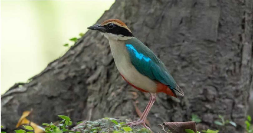 美麗八色鳥的藍綠色翅膀、仙氣飄飄，為鳥中仙女。（賴姓鳥友提供／吳佩蓉宜蘭傳真）