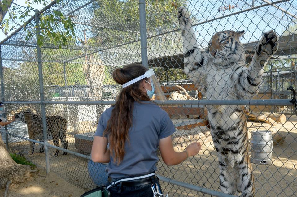 Amanda Vandenberg, a second-year trainer at America's Teaching Zoo at Moorpark College, works with Karma, a Bengal tiger Tuesday, Nov. 16, 2021.