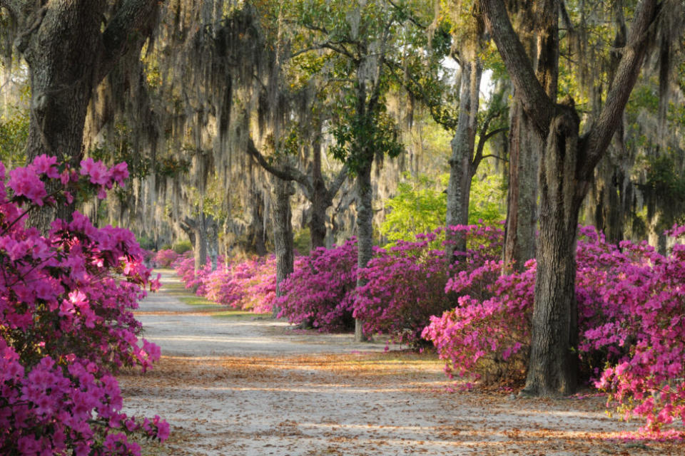 Road at Bonaventure Cemetery in Savannah lined with Spanish Moss covered Live Oak Trees and Azaleas.