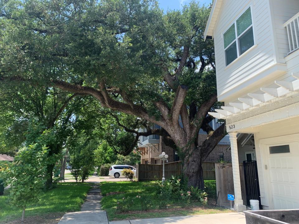 Many smaller streets in The Heights, a neighborhood in Houston shown here in June 2023, have large trees that shade sidewalks.