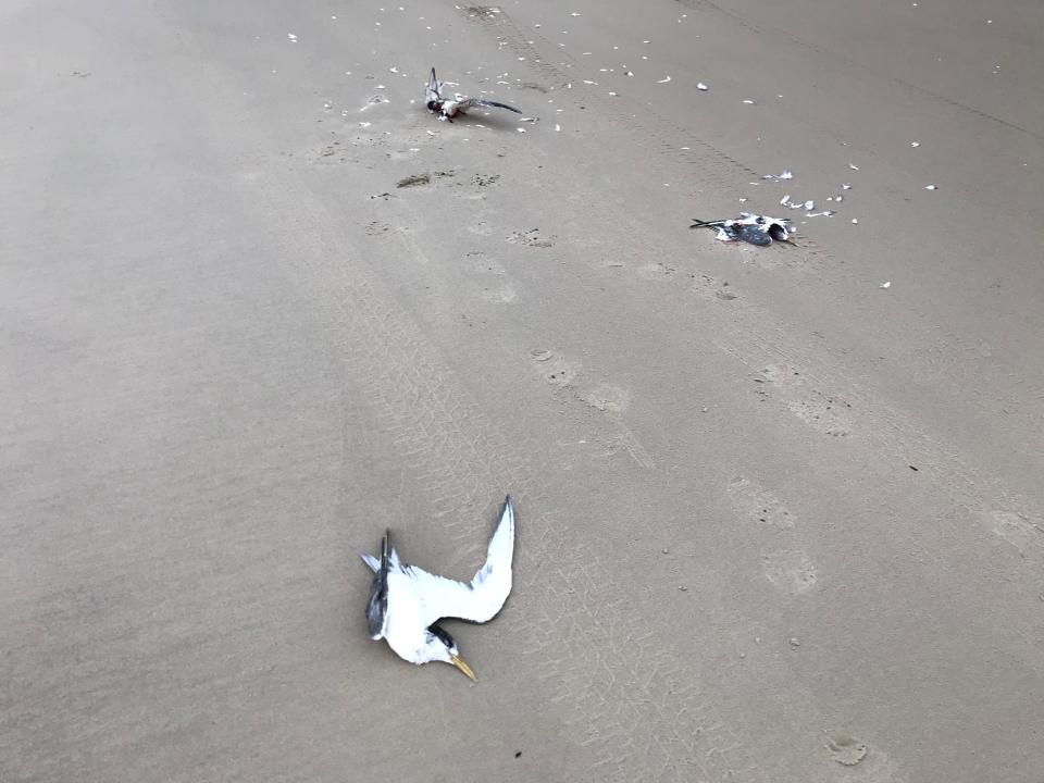 Authorities are hoping the public will help identify who harmed the birds on Bribie Island. Source: Twitter/@QldEnvironment