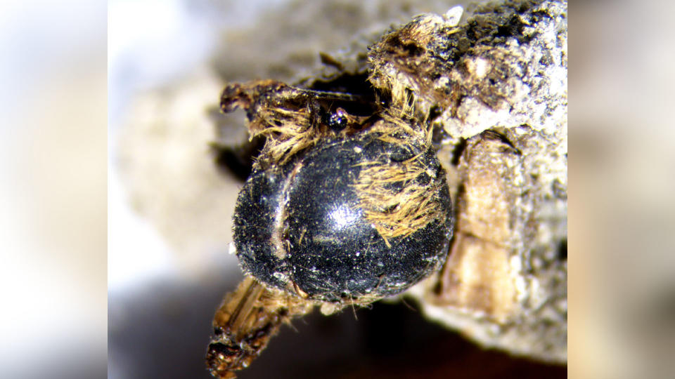 Image taken under binocular lens, corresponding to specimen details of the dorsum. This specimen was extracted from the sediment filling a cocoon.