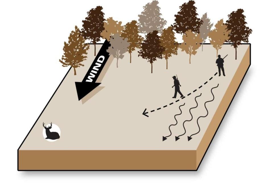 a bedded buck and wind patterns