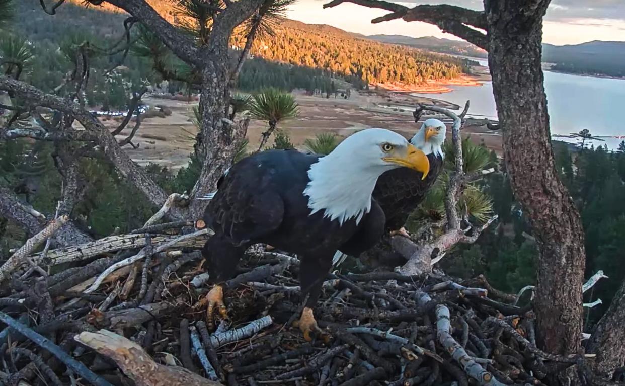 The bald eagles Jackie and Shadow stand in their nest near Big Bear Lake on Friday, Dec. 3, 2021.