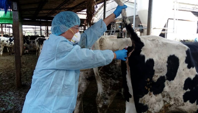 圖為家畜疾病防治所人員為乳牛抽血檢查情形。（家畜所提供）