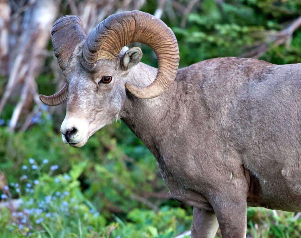 In Montana wurde ein Argali-Schaf geklont. - Copyright: Wirestock/iStock via Getty Images Plus