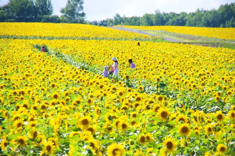 Immerse yourself in a sea of sunflowers at Hokuryu Sunflower Village. (Photo: Klook SG)