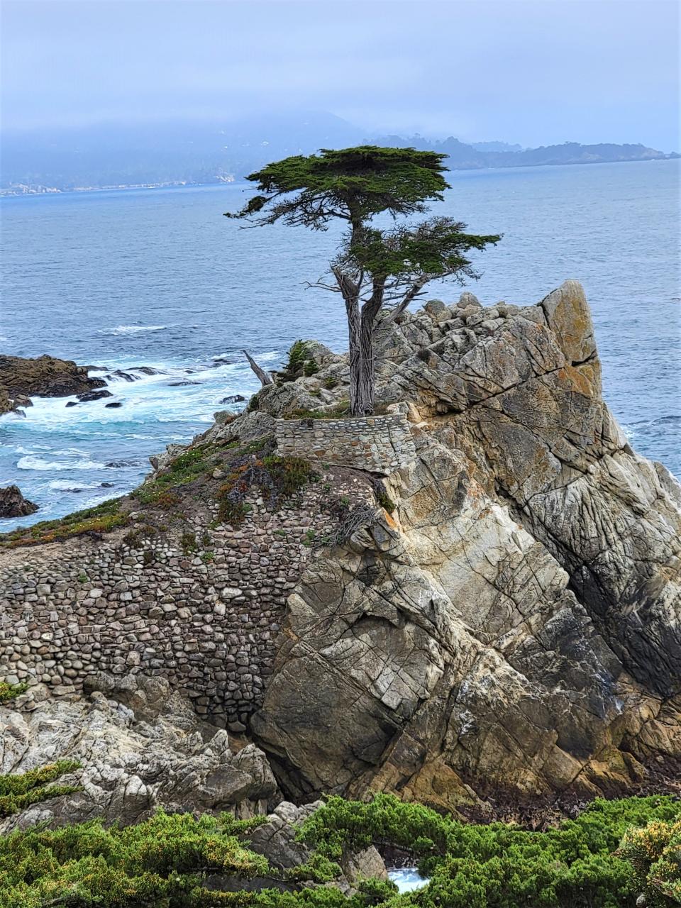 The Lone Cypress at Pebble Beach has stood guard overlooking the Pacific Ocean for an estimated 250 years.