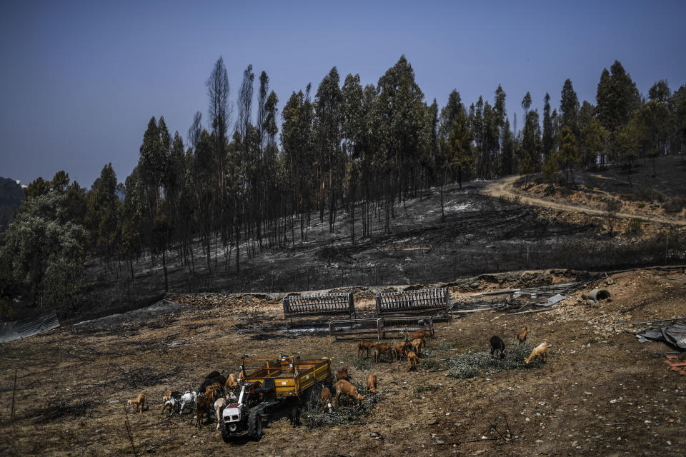 A herd of goats graze close to a burnt forest in Roda village, Macao, central Portugal on July 22, 2019. (Photo: Patricia De Melo Moreira/AFP/Getty Images)