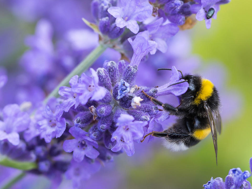 lavender flowers with bee