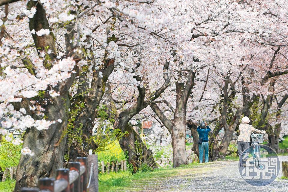 冰川神社已有超過1,500年歷史，不僅是當地信仰中心，河畔滿開的櫻花也吸引觀光客慕名而來。
