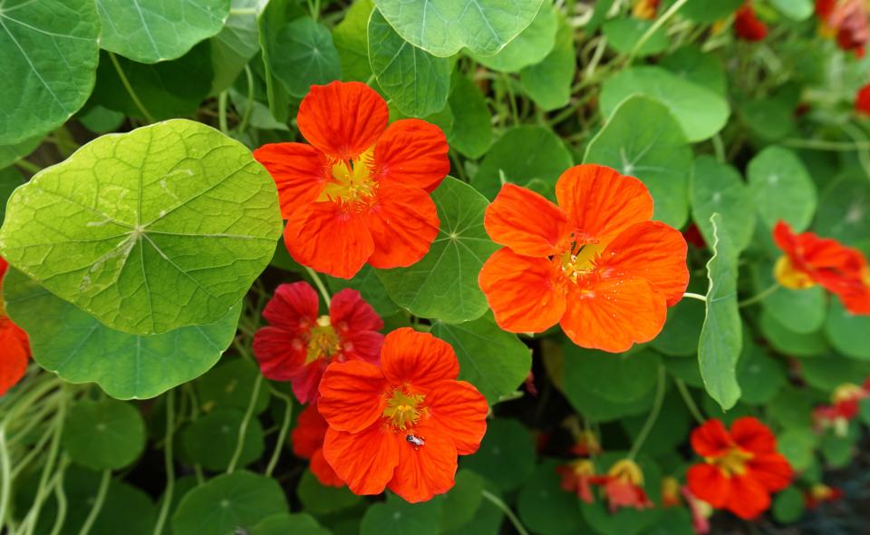 Nasturtiums are excellent cool-season flowers for Central Florida.