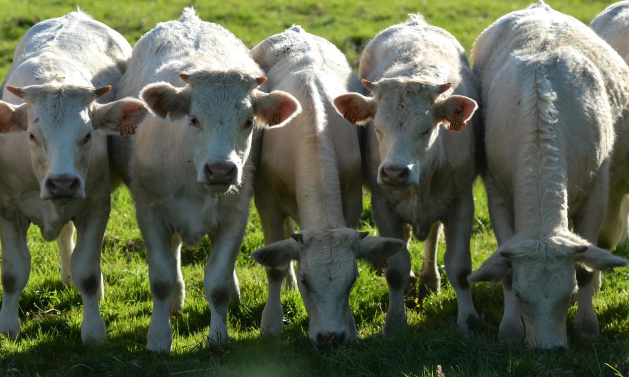 <span>A herd of cows on a farm in France. The EU spends nearly one-third of its entire budget on CAP subsidies</span><span>Photograph: Artur Widak/NurPhoto/Rex/Shutterstock</span>