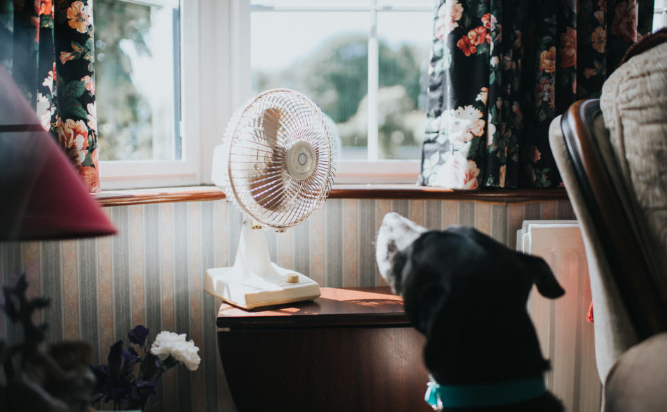 Black dog looking at a desk fan, enjoying the breeze.