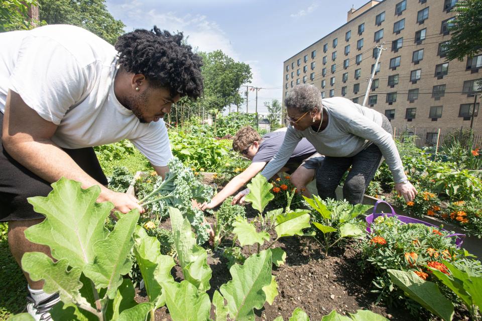 Linda Tarrant-Reid harvests kale with volunteers Jarell Jones, 18, and Jack Monahan, 17, in the Grow! Lincoln Park Community Garden in New RochelleÕs Lincoln Park July 13, 2023. All the produce grown in the garden is distributed at no charge to city residents as part of the effort to alleviate food insecurity in the city. 