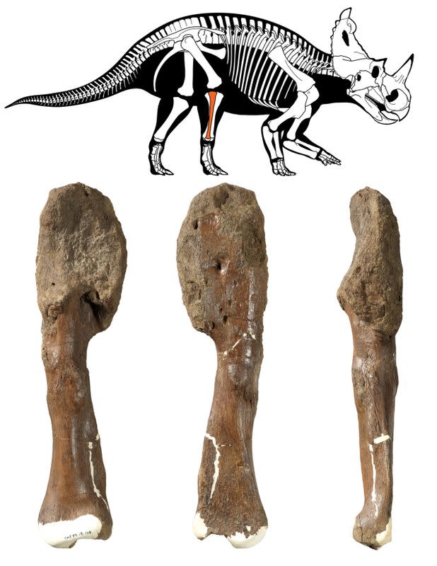 Fossilised leg bone with malignant bone cancer of the Cretaceous Period horned dinosaur Centrosaurus apertus