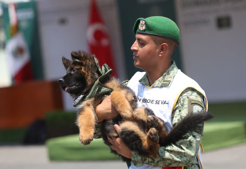 Cachorro de pastor alemán llamado 'Arkadas' donado por el gobierno de Turquía