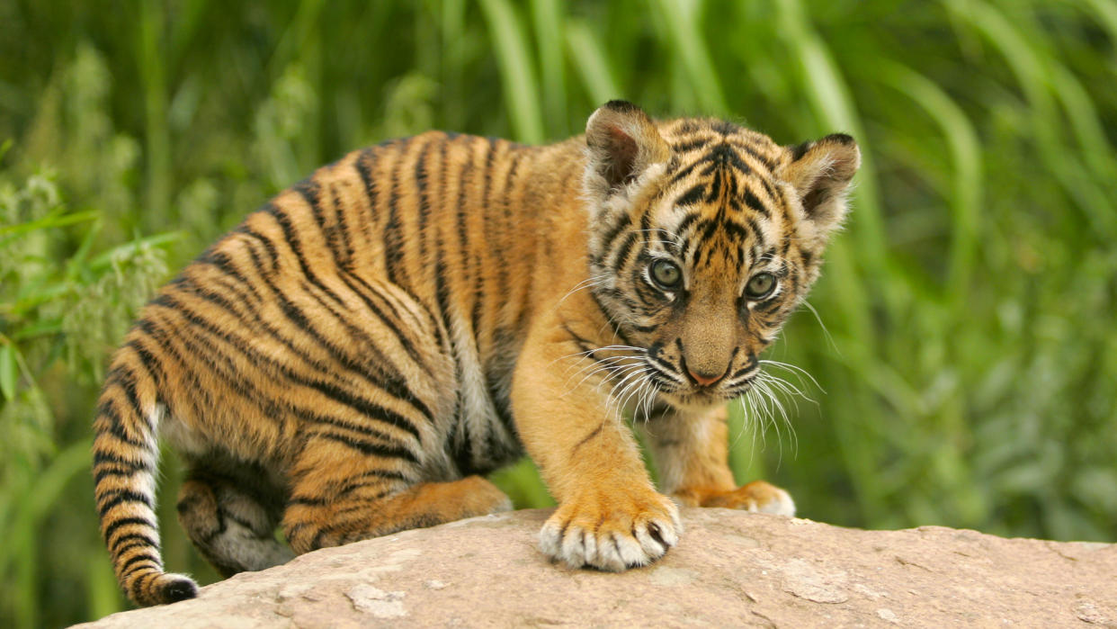 Tiger Cub