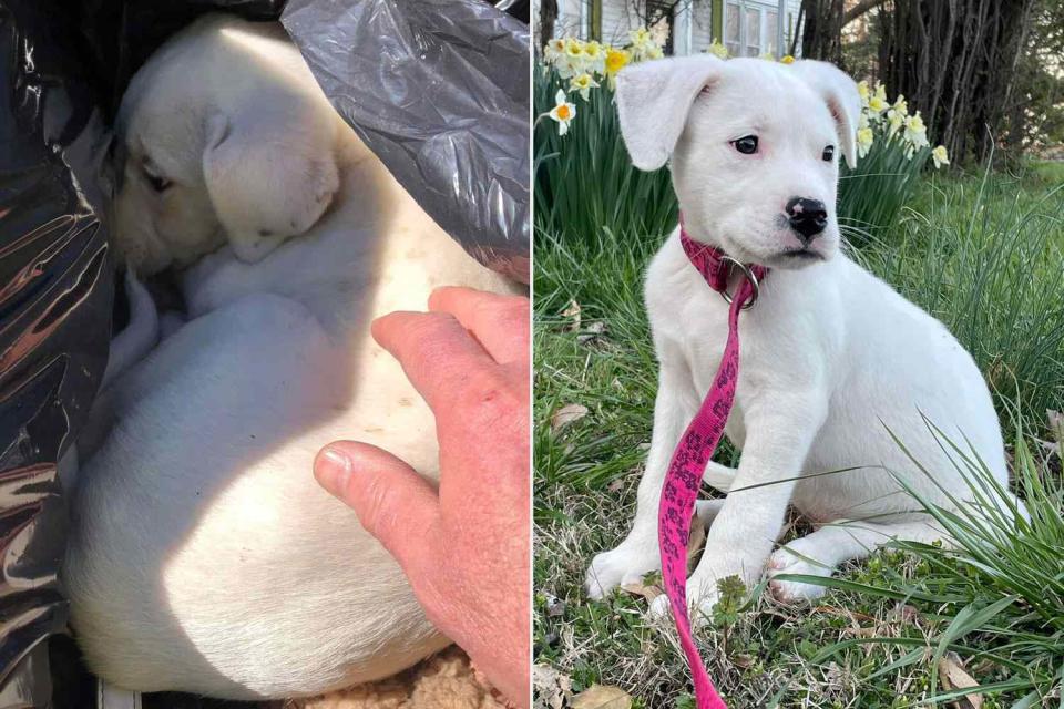 <p>Missouri Dept. of Conservation</p> A puppy discovered abandoned in trash in Missouri (left) and the dog now after his rescue (right)
