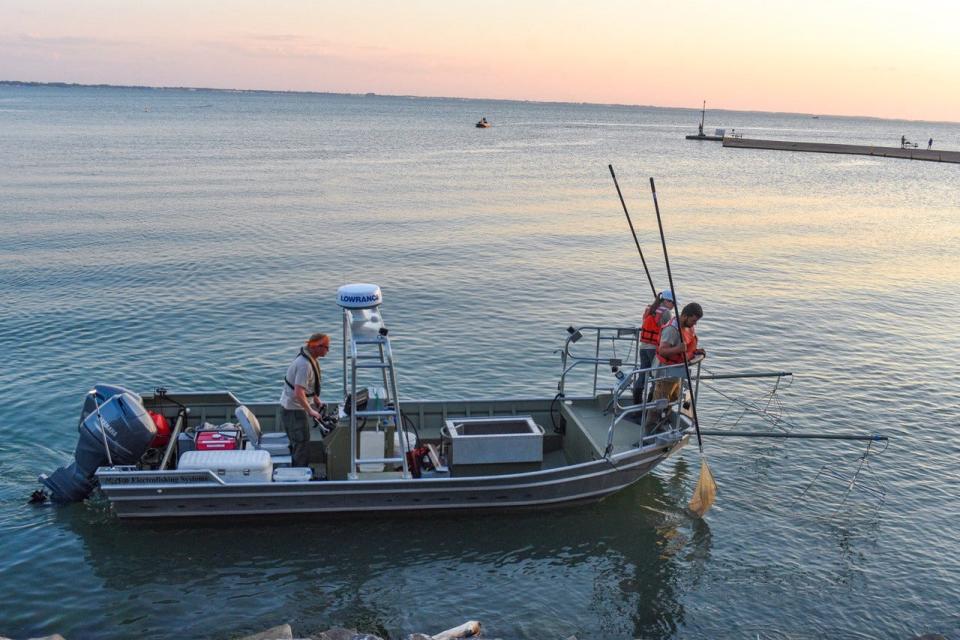 An Ohio Department of Natural Resources electrofishing crew, from left, fisheries biologist Zak Slagle, research associate Heather Luken and field technician Frank DePalma, take a few passes along the Lake Erie shoreline at Catawba Island State Park prior to shocking the water for fish on June 29. The fish that are temporarily stunned by the electricity are retrieved and placed in a live tank.