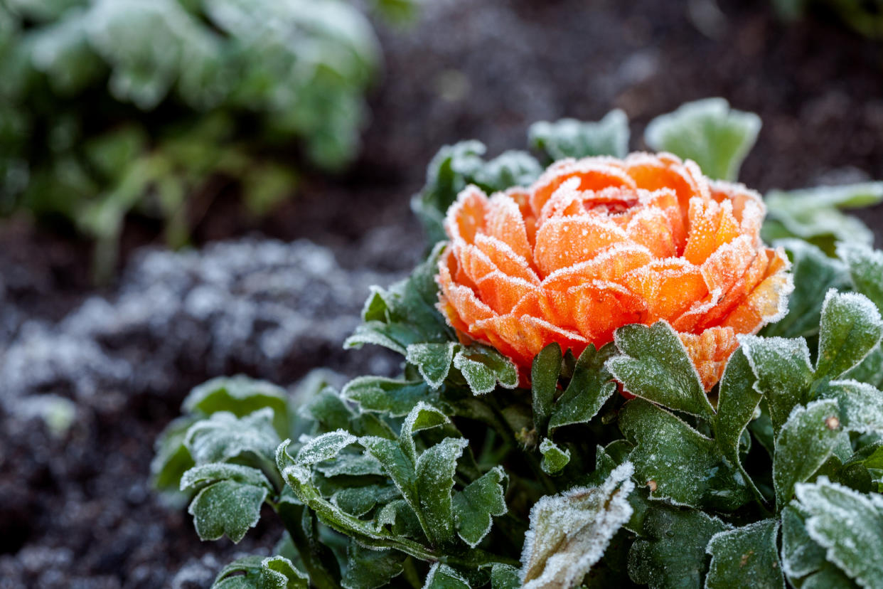  A flower covered with frost. 