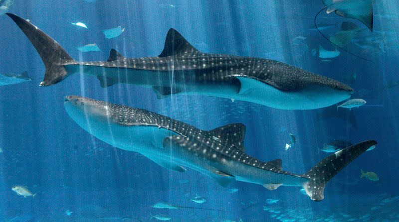 FILE PHOTO: Whale sharks swim at Okinawa Churaumi Aquarium in Motobu town