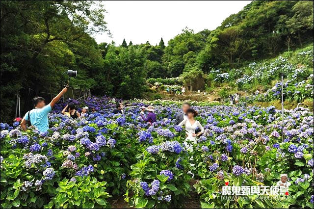 陽明山竹子湖繡球花地圖懶人包~2015/6/9花況（上篇）