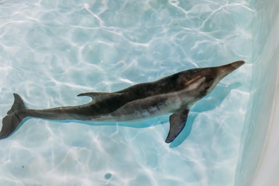 Officials said a dolphin is recovering at a Florida aquarium after being found stranded off the coast last week.