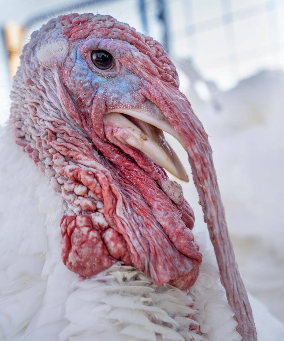 Peanut Butter almost smiles when enjoying a snack in the private yard he shares with Jelly, Thursday, Nov. 10, 2022 in West Lafayette at the Purdue University ASREC (Animal Research and Education Center). The turkeys were pardoned by President Joe Biden in 2021 and now live out their days in their home state of Indiana.