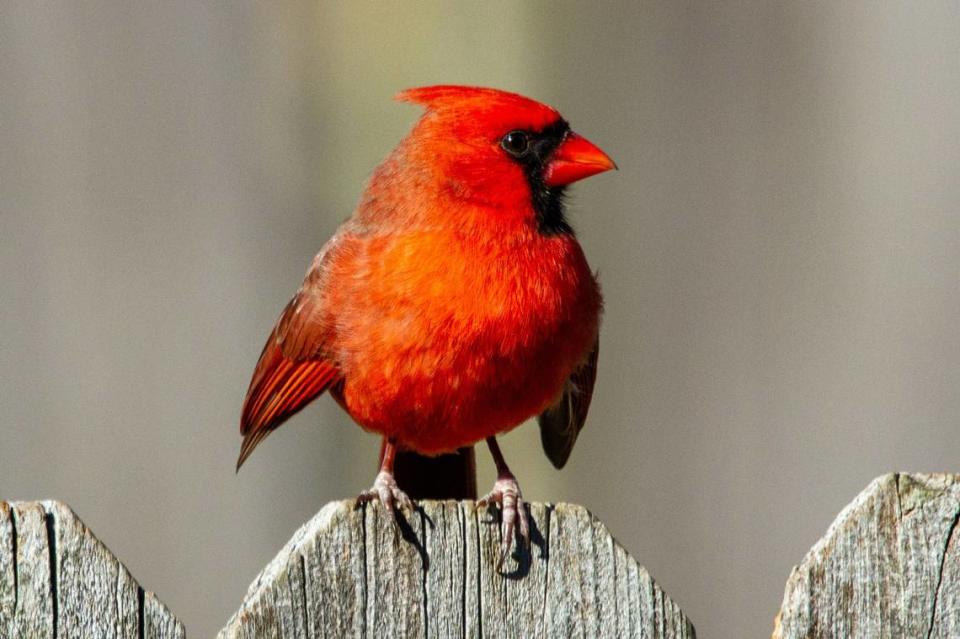 A typical male northern cardinal is completely bright red, with some brown on its wings, and has a pointed crest on its head. Joshua J. Cotten via Unsplash