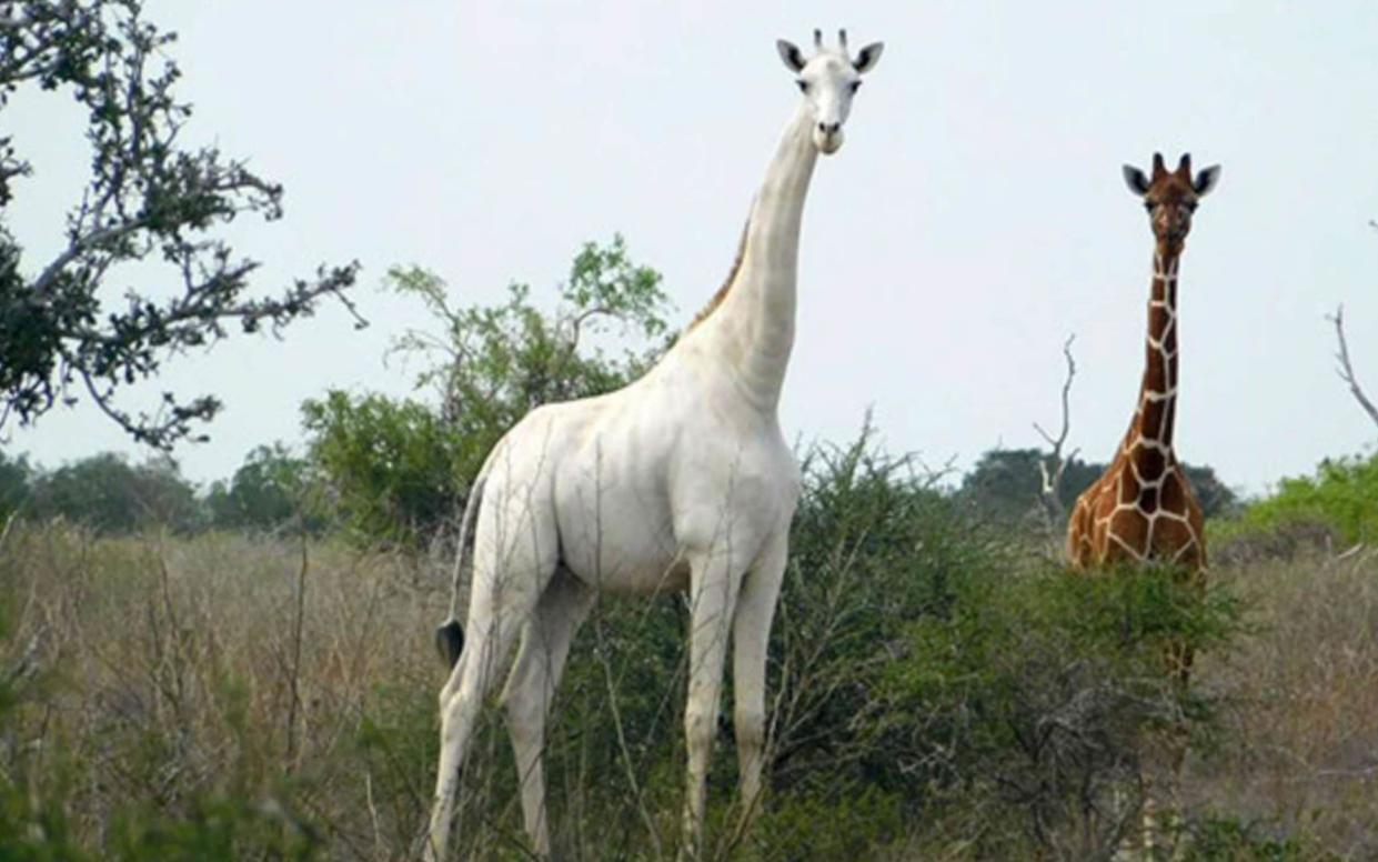 The rare white giraffe seen here in May 2017 - Caters News Agency/AFP via Getty Images
