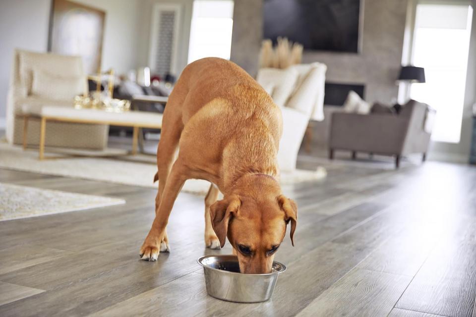 dog eating grain-free dog food