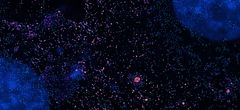 This PINE microscopy image shows cells dividing, their nuclei stained blue. <a href="https://doi.org/10.1038/s41467-023-39624-w" rel="nofollow noopener" target="_blank" data-ylk="slk:Somin Lee/Nature Communications;elm:context_link;itc:0;sec:content-canvas" class="link ">Somin Lee/Nature Communications</a>, <a href="http://creativecommons.org/licenses/by/4.0/" rel="nofollow noopener" target="_blank" data-ylk="slk:CC BY;elm:context_link;itc:0;sec:content-canvas" class="link ">CC BY</a>