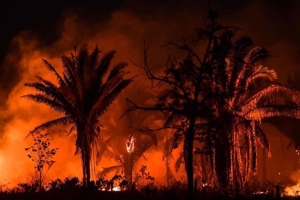 <p>Huge tracts of the Amazon rainforest are being burned by loggers and farmers, exacerbating losses from climate change</p> (NELSON ALMEIDA/AFP via Getty Images)