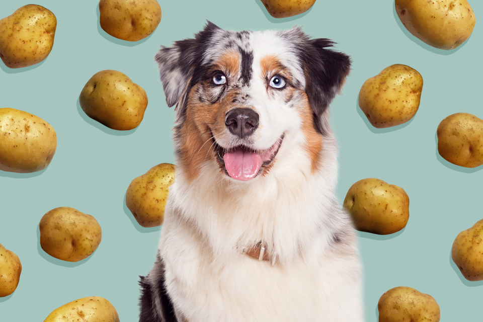 dog in front of a pattern of potatoes; can dogs eat potatoes?