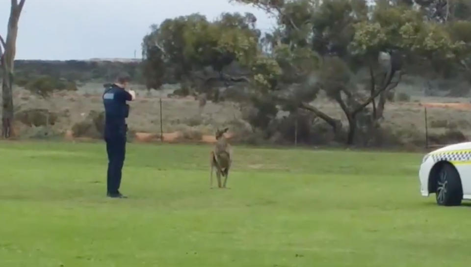 The officer can be seen firing at the injured kangaroo several times from multiple positions. Image: Facebook/Rob Oswald