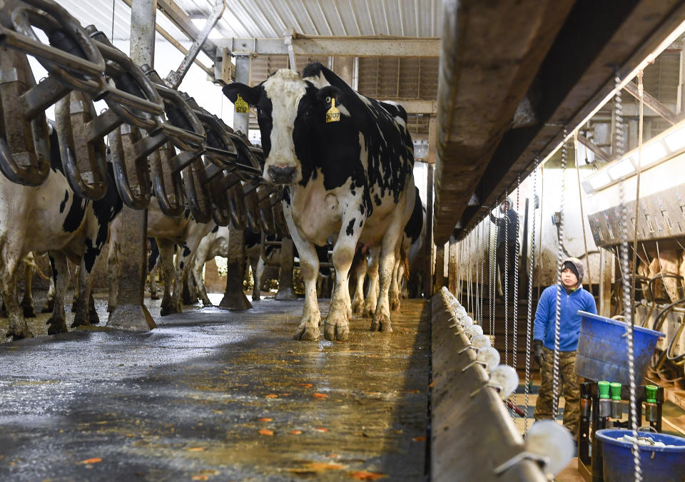 Farm workers milk dairy cows in the milking parlor at the Welcome Stock Farms Tuesday, Jan. 25, 2022, in Schuylerville, N.Y. Some workers and their advocates say the change would bring long-delayed justice to agricultural workers in New York. But the prospect is alarming farmers. (AP Photo/Hans Pennink)