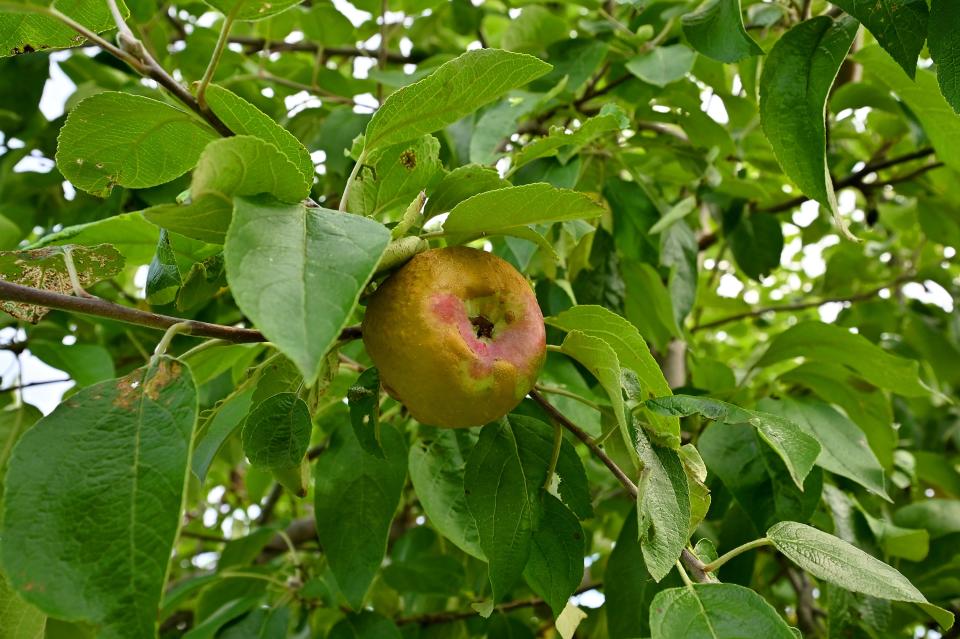 One tree bears a single, rough looking apple in the pick-your-own apple section of the Brookfield Orchards.