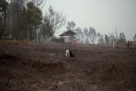 Dogs sit on land charred by wildfires in Santa Ana, Chile, Saturday, Feb. 4, 2023. Forest fires are spreading in southern and central Chile, triggering evacuations and the declaration of a state of emergency in some regions. (AP Photo/Matias Delacroix)