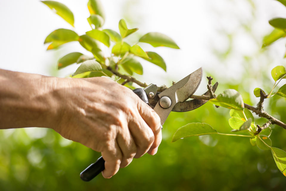 pruning plants, garden landscaping